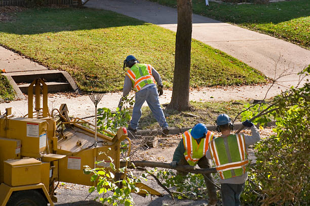 Best Palm Tree Trimming  in Mooreland, OK